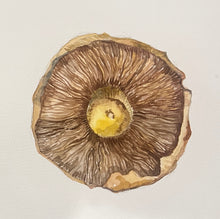 Drink and Draw, Paint a fungi, adults art class. Nov 12th, 8-9.45pm
