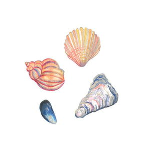 Seashells greetings card