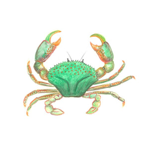Crab greetings card